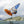 Laster bildet til gallerivisning, Tabou Fifty LTDWindsurf - Foil Windsurf - BrettFluid.no
